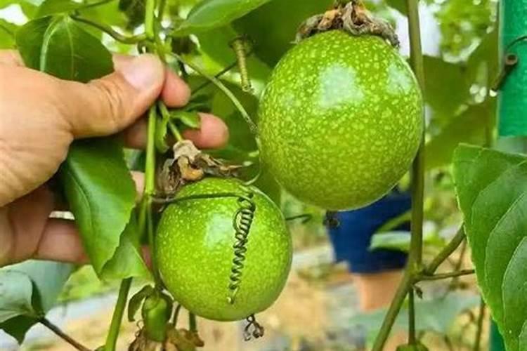 百香果施什么肥最好