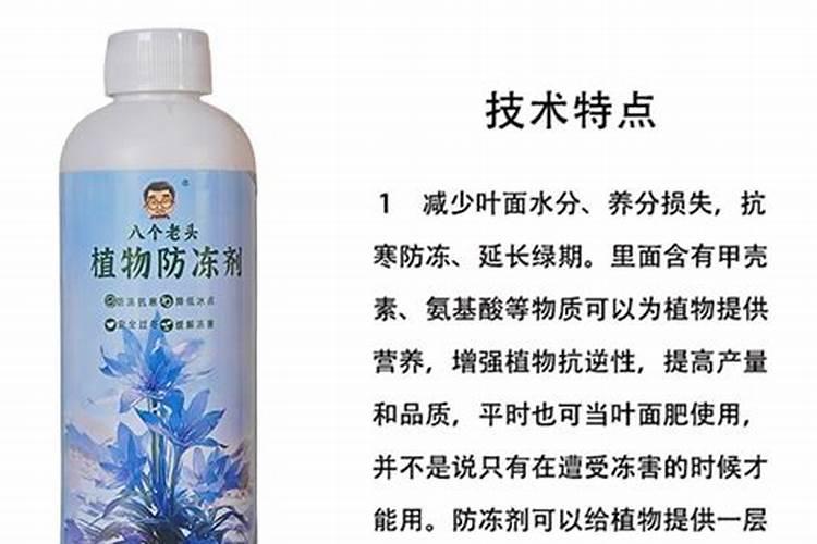 连翘冬天可以放室外吗