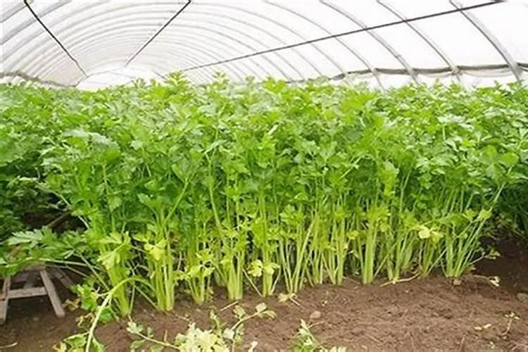 芹菜施什么肥好