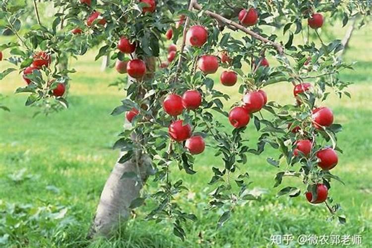 苹果树施肥时间,用什么水溶肥好