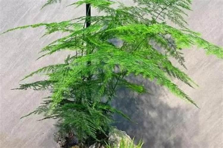 请问文竹施肥能不能施氮肥？还有磷肥和硼肥是什么？