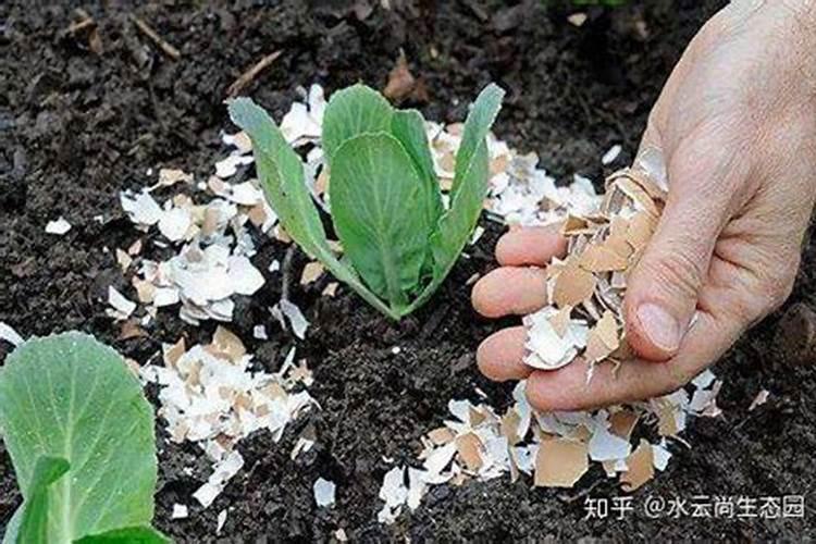 可以把什么埋在土里作肥料 学会使用这三种自制肥料