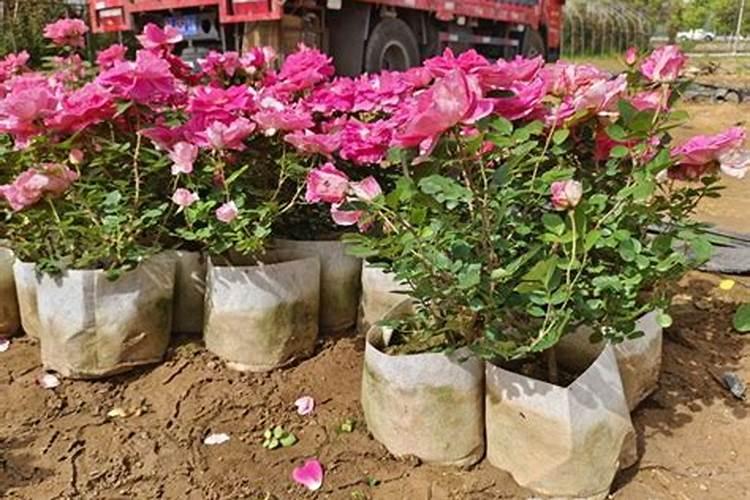 月季花施什么肥料好