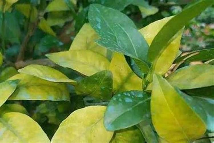 西红柿定植后几天打锌肥好？