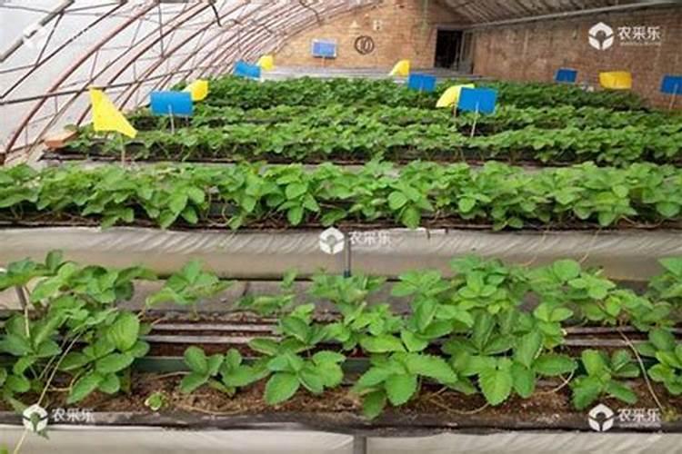 草莓施肥用什么肥草莓施肥时间方法
