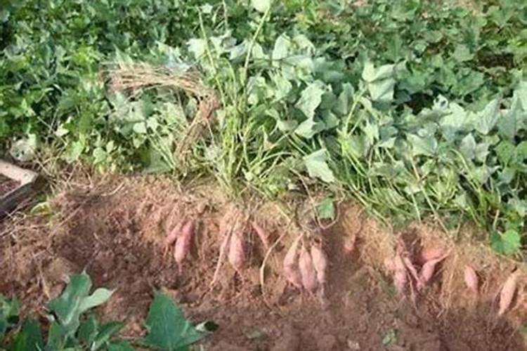 红薯种植施用什么肥料好