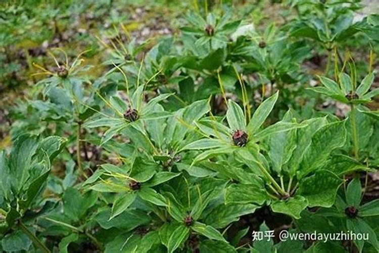 重楼的种植方法