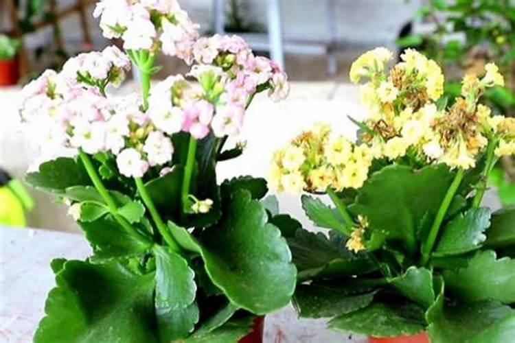 长寿花施肥时间和方法