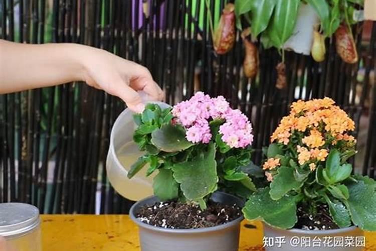 长寿花用什么肥料长得好
