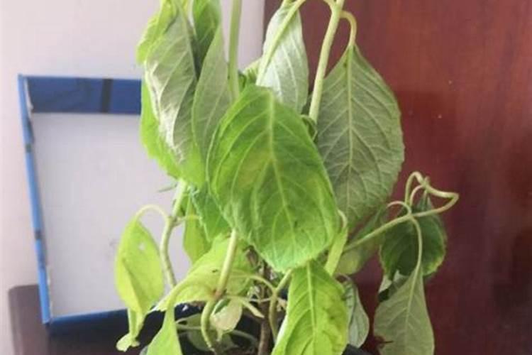 草木灰用多了植物会死吗