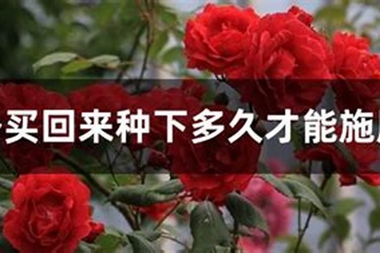 马铃薯叶子的功效有哪些？
