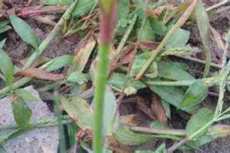 种绿豆用什么肥料好 施肥方法有哪些