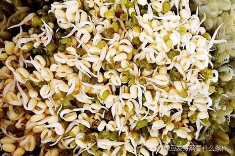 四季豆高产种植管理技术的要点有哪些？你怎么看？