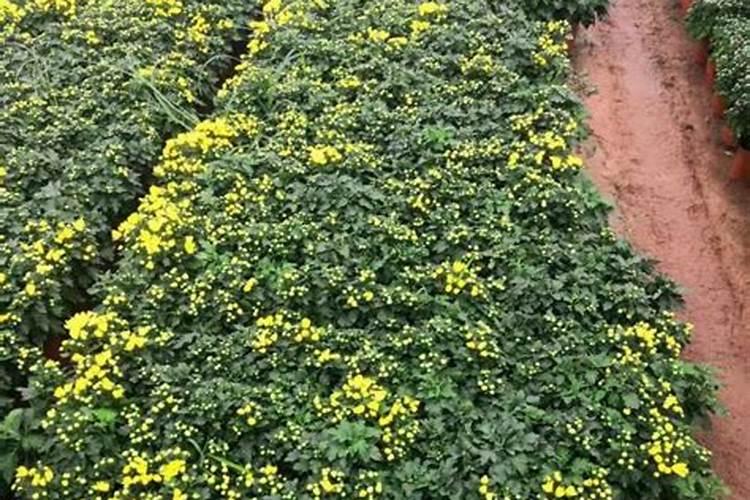 茄子的育苗,可以用无土栽培的方法实现吗？