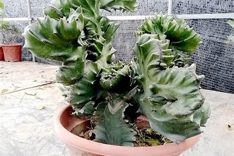 多肉麒麟施什么肥(多肉麒麟施肥攻略,选用什么肥料让多肉植物更健康)