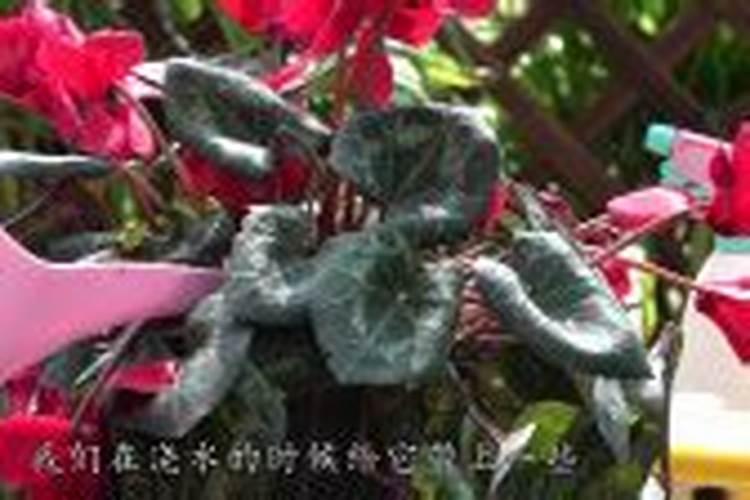 仙客来开花期间怎么浇水施肥