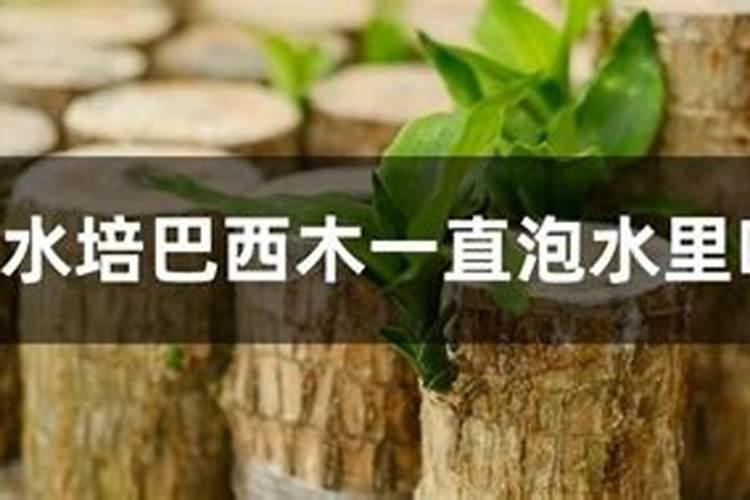 水培巴西木怎么养殖