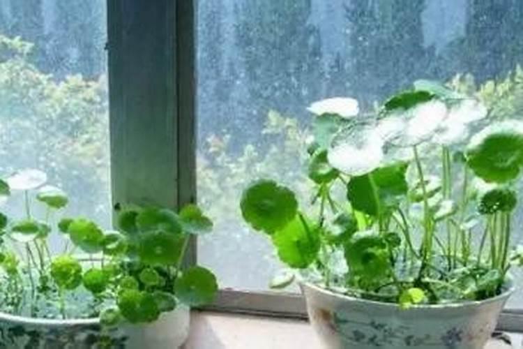 高钾肥适合浇什么花
