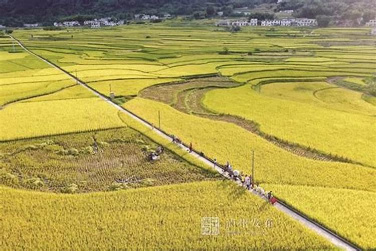 水稻倒伏用什么肥