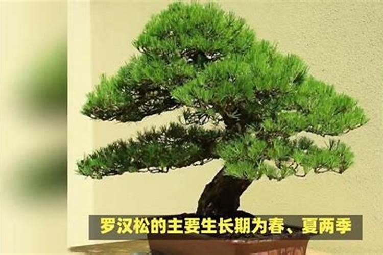 香菜4到5叶期能喷赤霉素吗