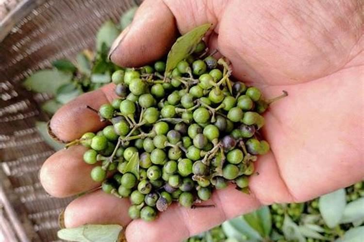 硝酸钾和硫酸钾哪个膨大好(膨果期用硝酸钾还是硫酸钾)