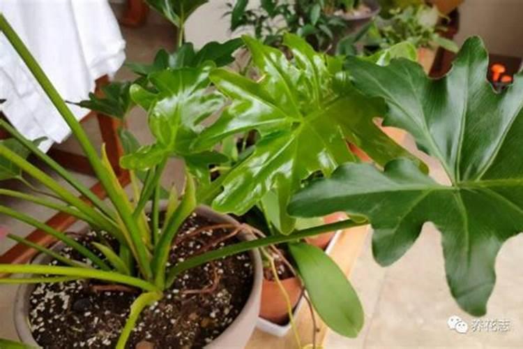 阳光玫瑰葡萄种植方法