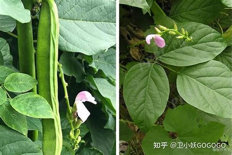 请问专家这肥冲豆角可以吗