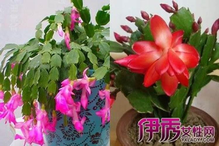 蟹爪兰施什么肥能开花