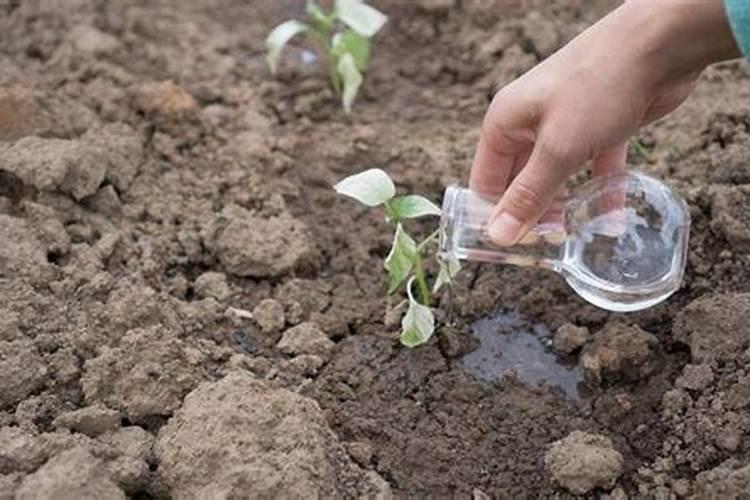 什么时候给油茶施肥最好？