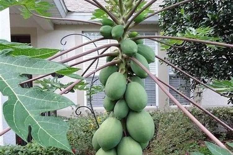 番木瓜营养生长期所需氮磷钾的比例是多少？