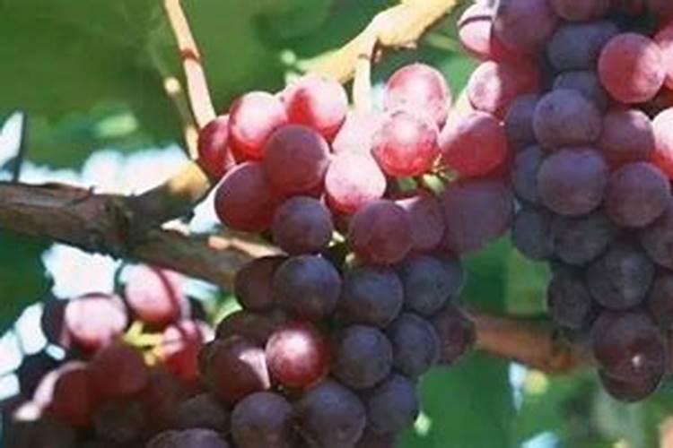 葡萄转色期用什么肥料好 可以使用硝酸钾吗