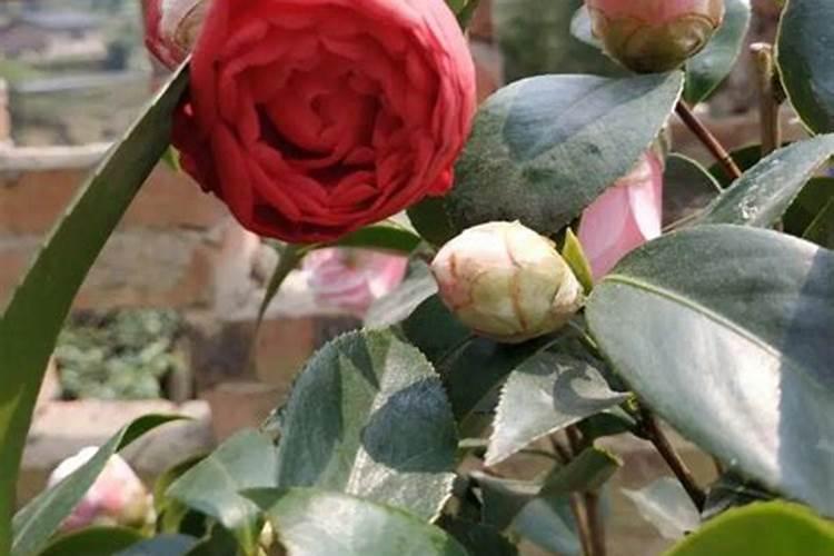 茶花上肥方法 氮肥催春梢