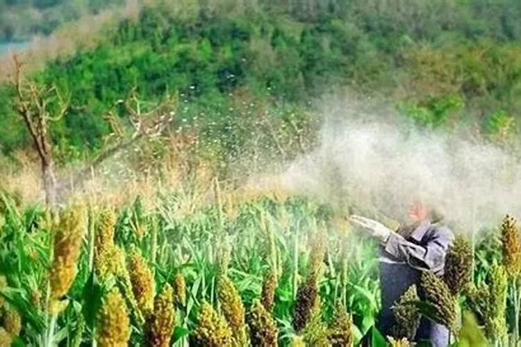 敌百虫农药可以跟硼肥一起喷茶油树吗？