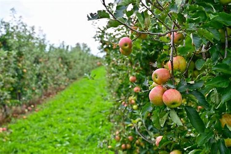 绿萝用什么肥料最好