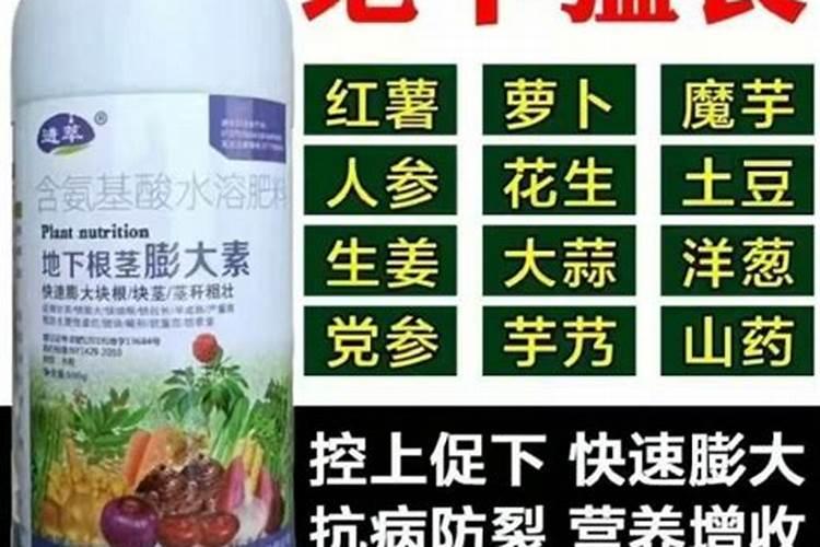 大姜生根壮苗用什么冲施肥？