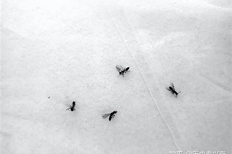 怎样彻底根治花土里的小黑虫？请大家帮帮忙。