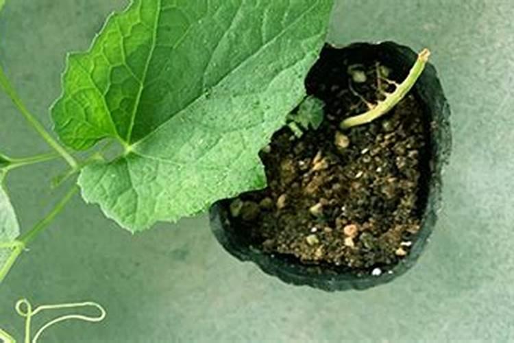 吊瓜定植用什么处理根部好？