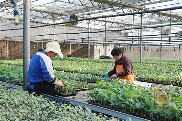 吊瓜定植用什么处理根部好？