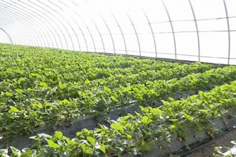 水培草莓的专用肥配方