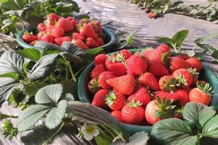 草莓最适合生长的温度是？