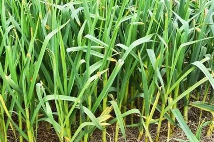 种的大蒜植株早衰、叶片出现黄叶、干枯,是什么原因？如何预防？