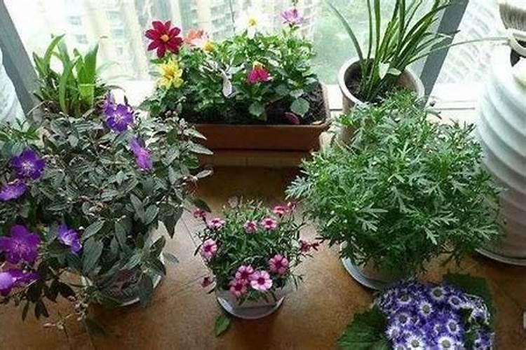 什么花需要蛋壳粉