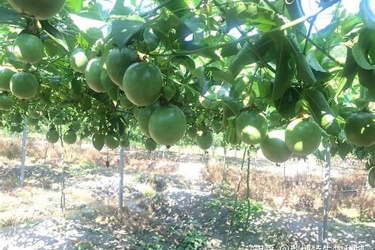 百香果结果期用什么复合肥？百香果膨果期用什么水溶肥好？