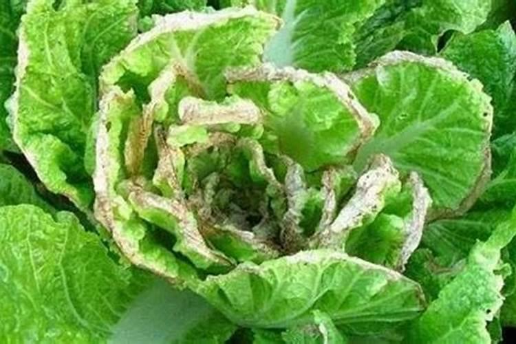 大白菜里面夹杂着死叶子什么原因？