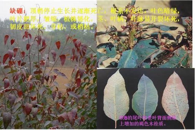 今年三月份栽的花椒树为什么到现在不发芽？