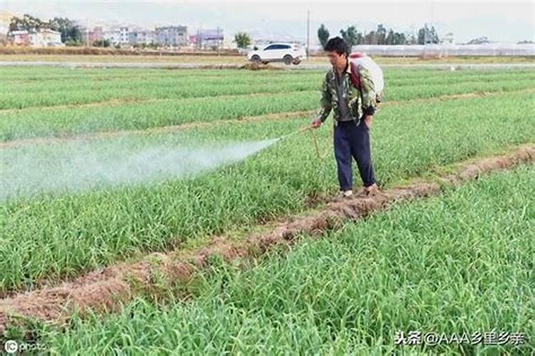 种植沙糖桔怎样使用生根剂