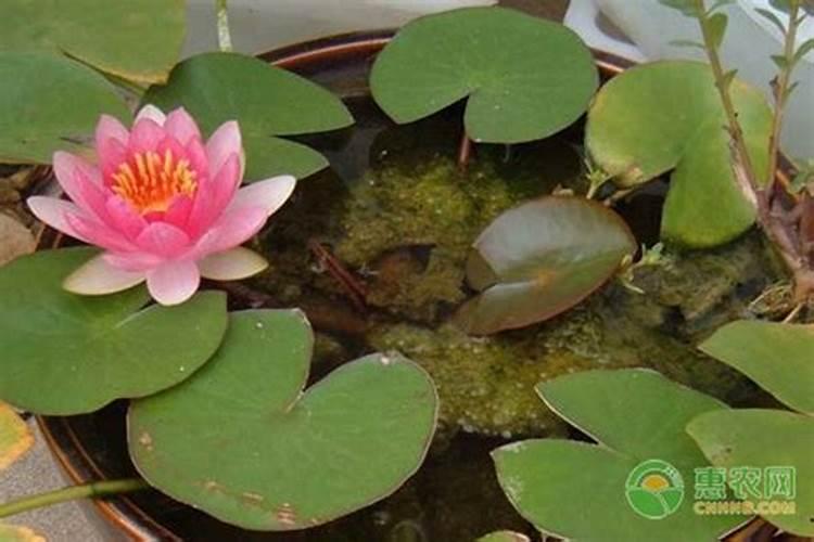 碗莲用什么肥料比较好