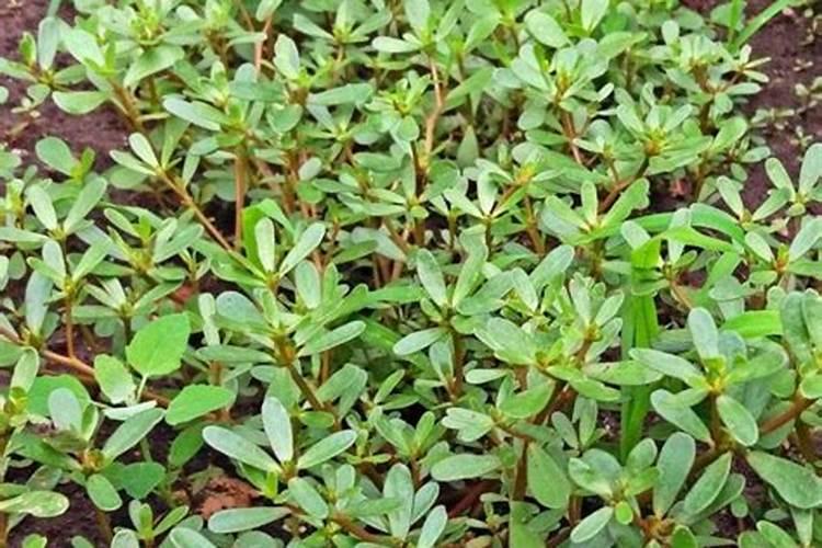 马齿苋种子怎么播种 马齿苋种植时间和方法