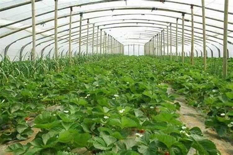 草莓施什么肥料果大