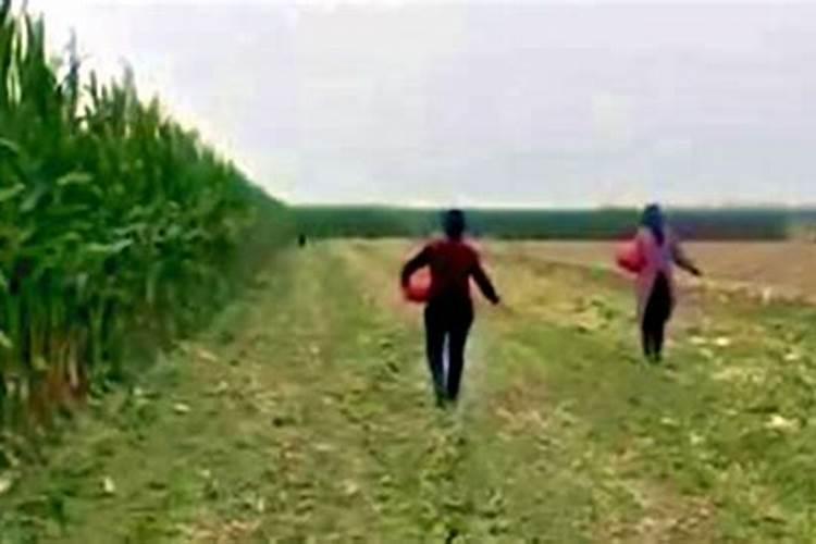 为什么秸秆还田后要补速效氮肥